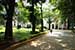 travel photography_trees shadow & pathway